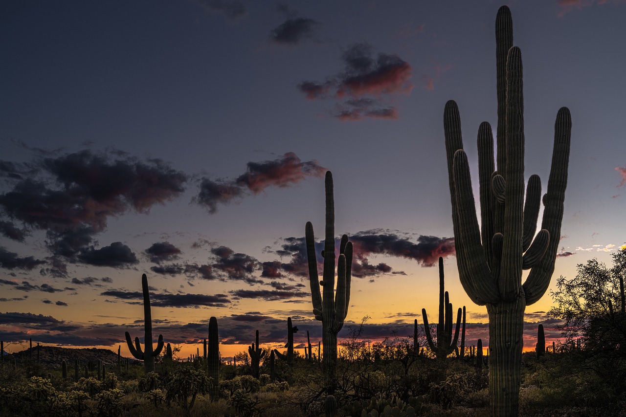 desert cactus dusk 6907310jpg