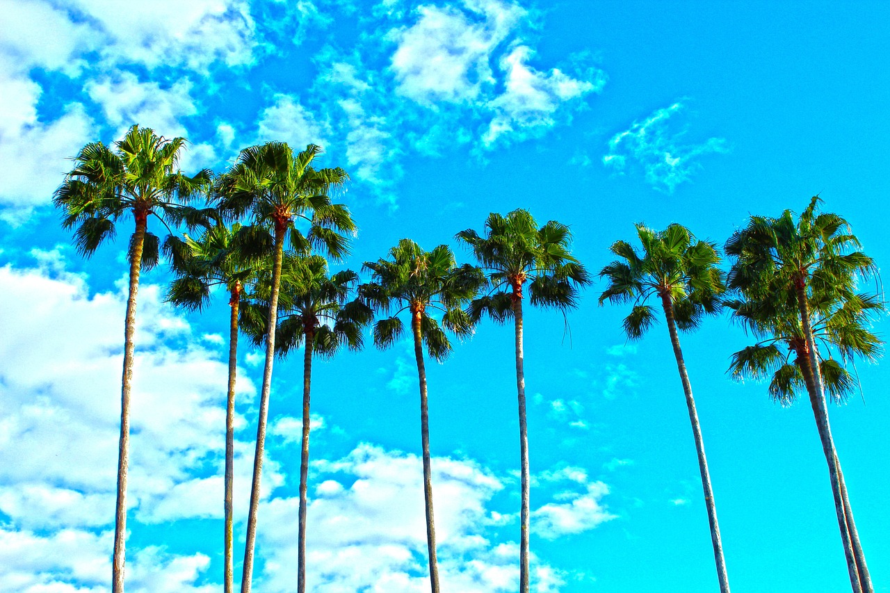 palm trees florida tropical 1277243jpg