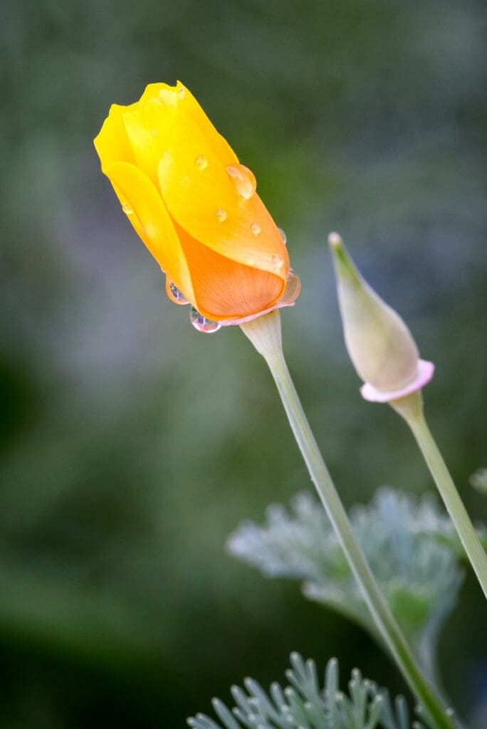 california poppy, flower, bud-1236577.jpg