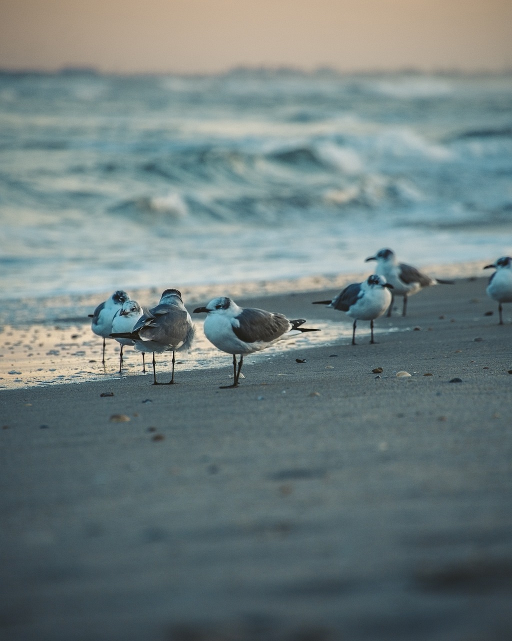 beach florida tropical 5084304jpg