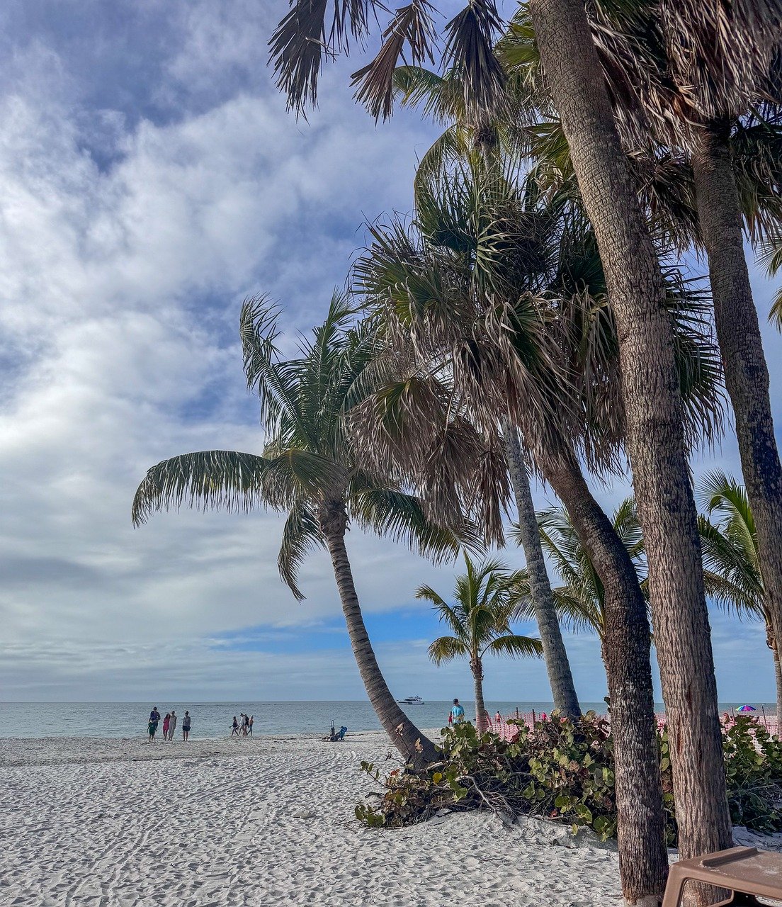 beach palm trees tropical 8575982jpg