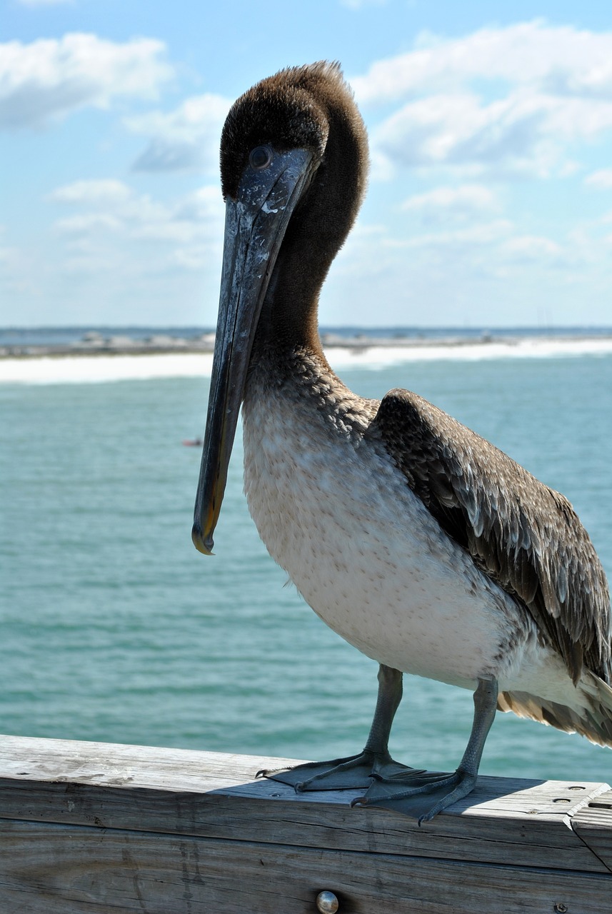 beach pier seagull 4101430jpg