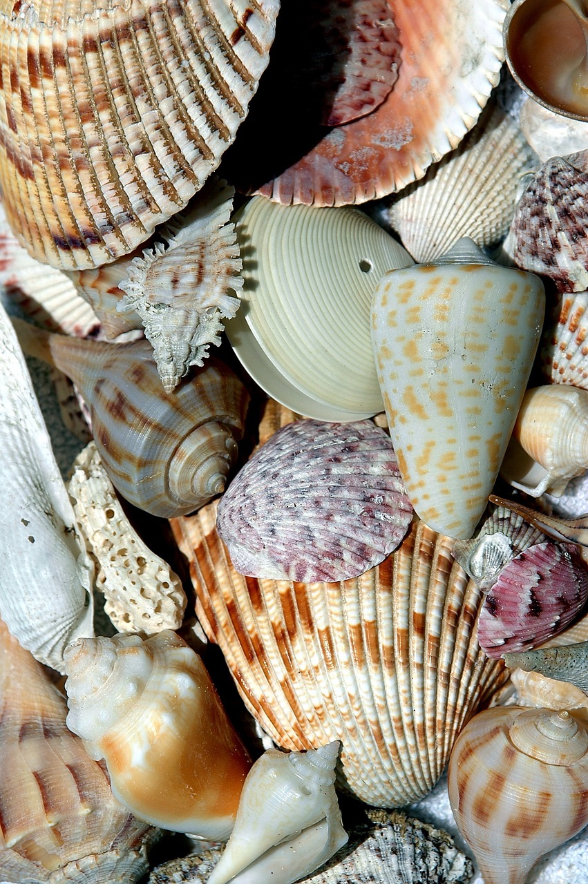 beach shells beach shell 1572552jpg