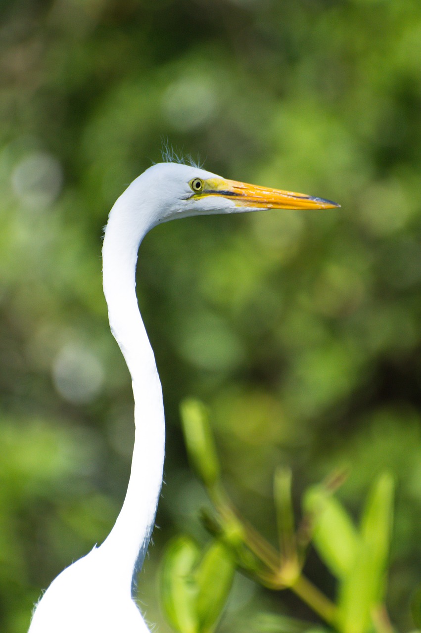 bird egret heron 5832426jpg