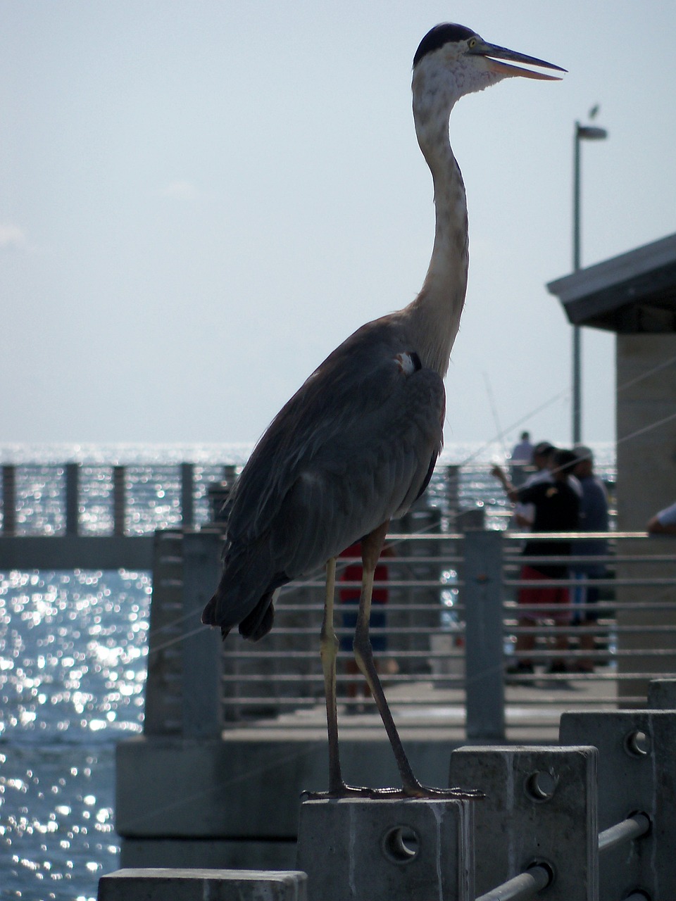 birdfloridanature963955 | 1 Rated Nationwide LoJack Dealer bird florida nature 963955jpg