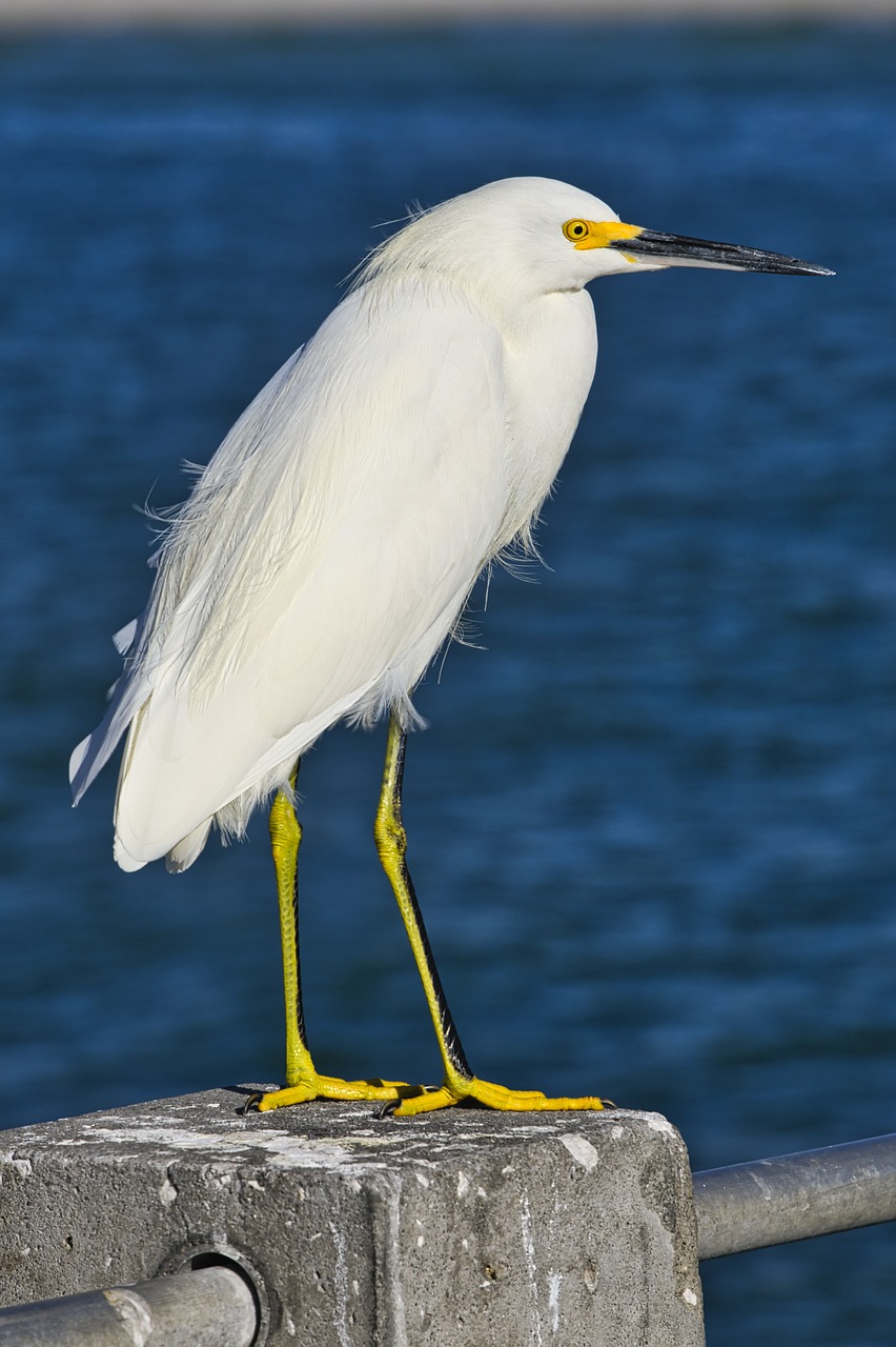 bird seagull ocean 5454060jpg