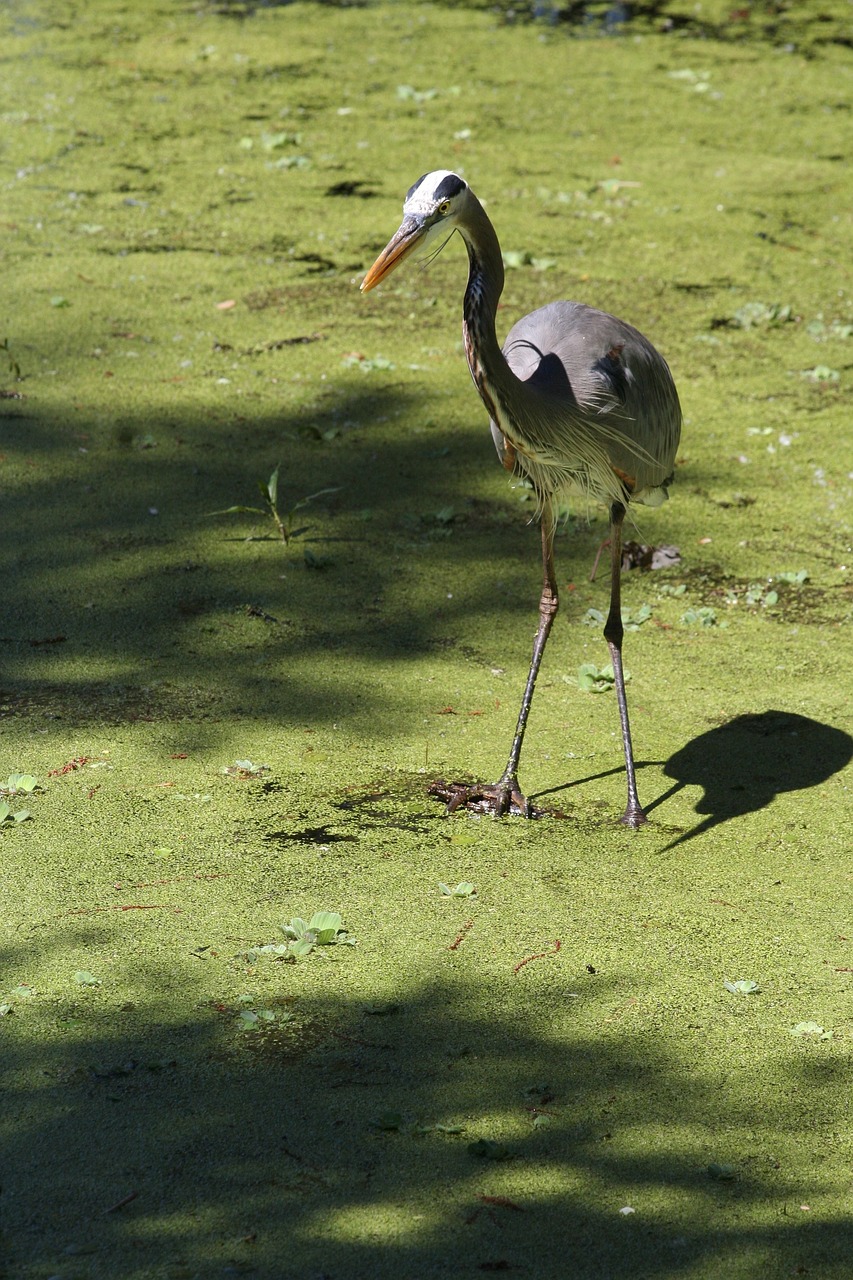 bird white swamp 4040530jpg