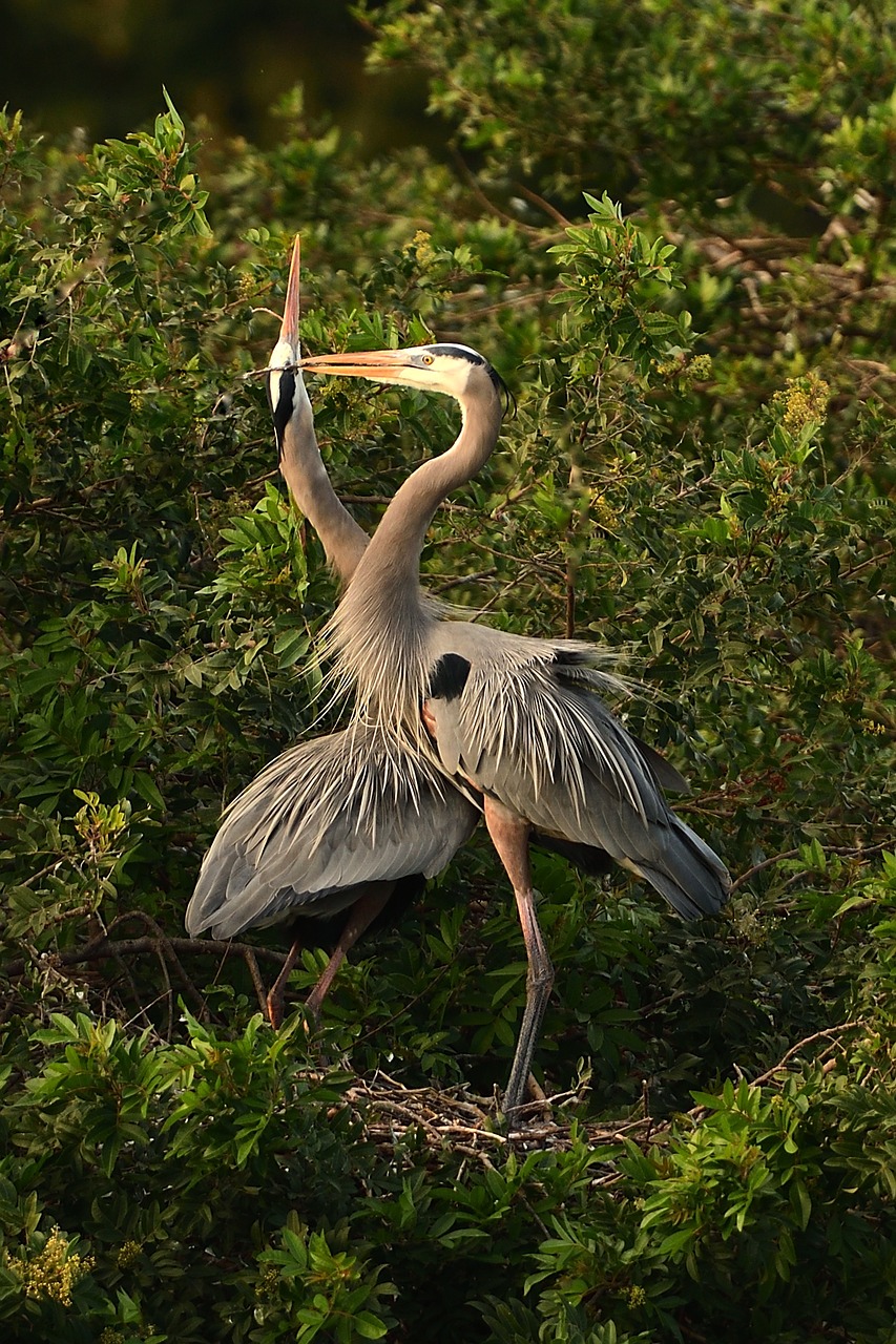 blue heron venice 4831024jpg