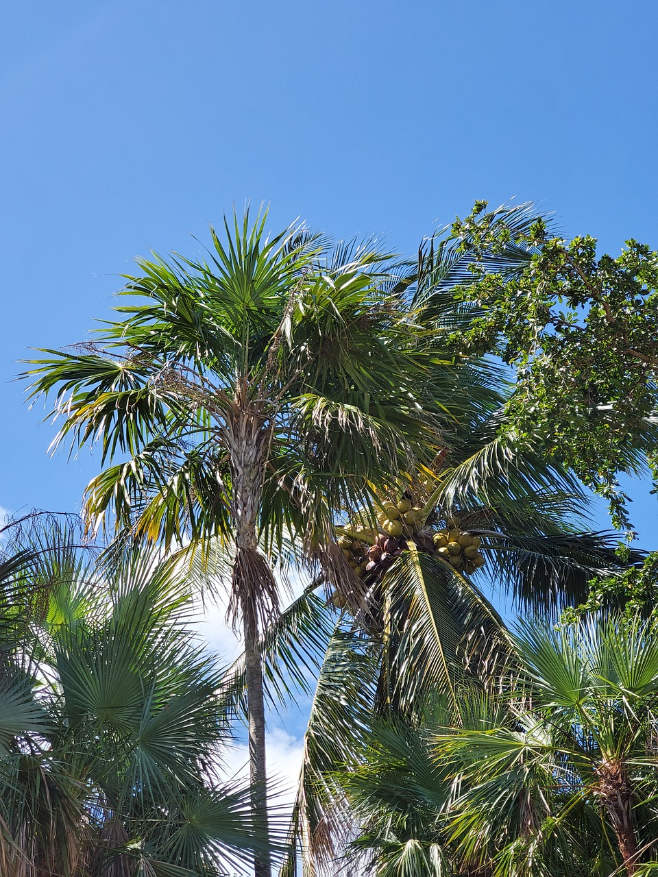 blue sky palm 4958651jpg