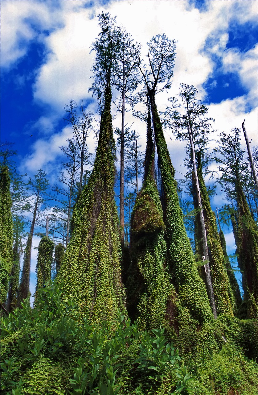 climbing fern florida trees 139708jpg