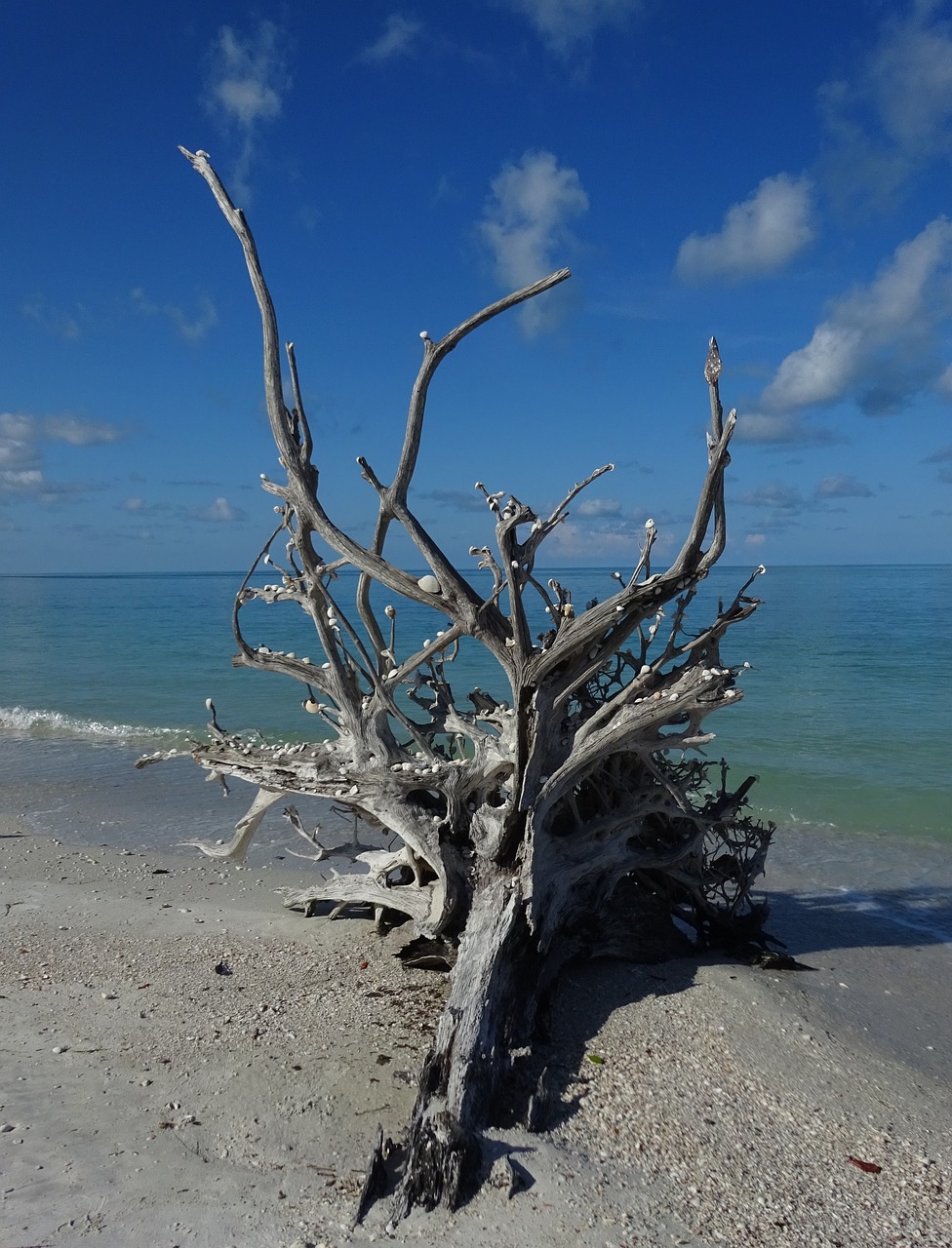 driftwood tree trunk florida 4927836jpg