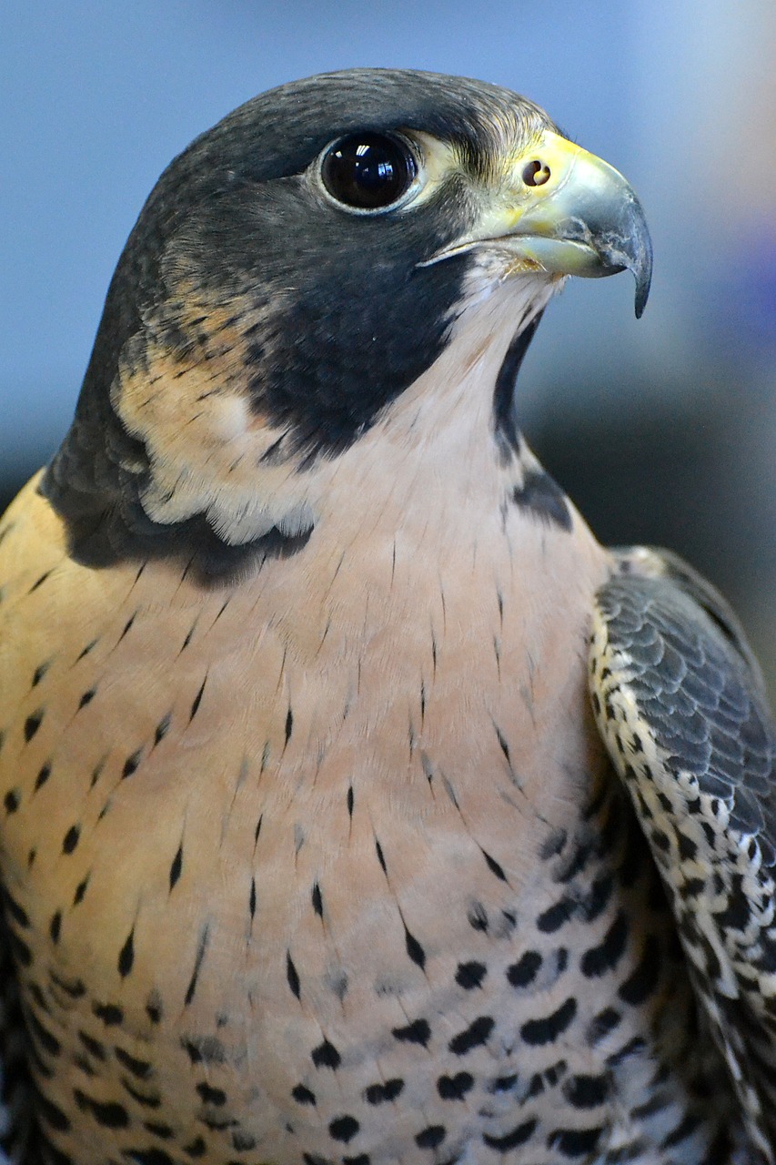 falcon florida animal 4306628jpg