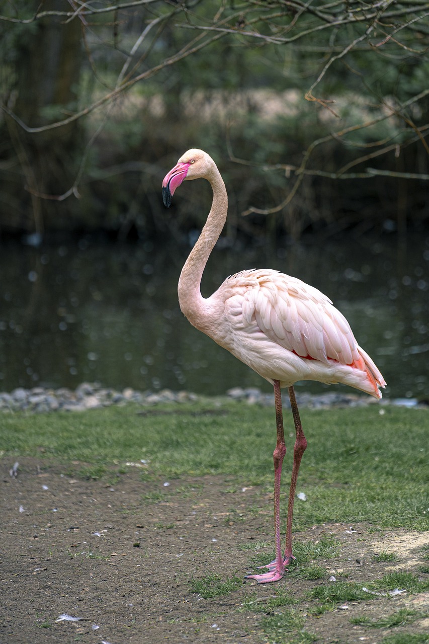 flamingo nature bird 7218852jpg