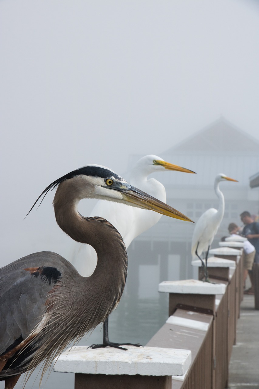 florida beach nature 3449560jpg