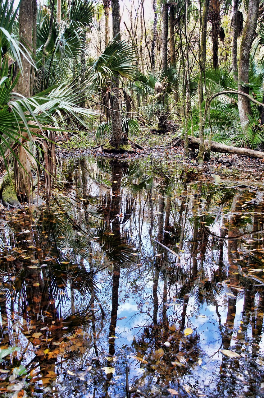 florida highlands hammock state park jungle 743329jpg