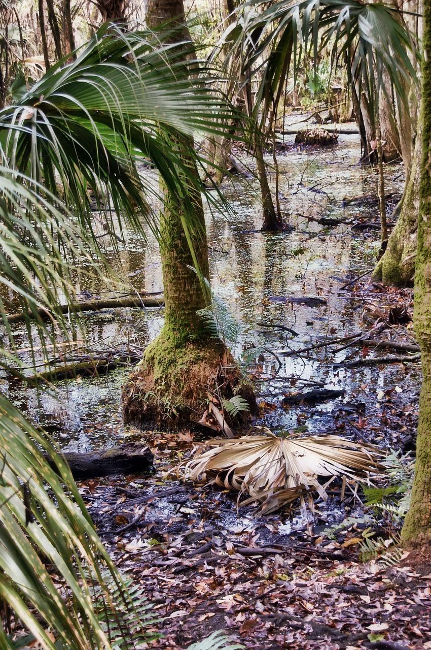 florida highlands hammock state park jungle 743330jpg