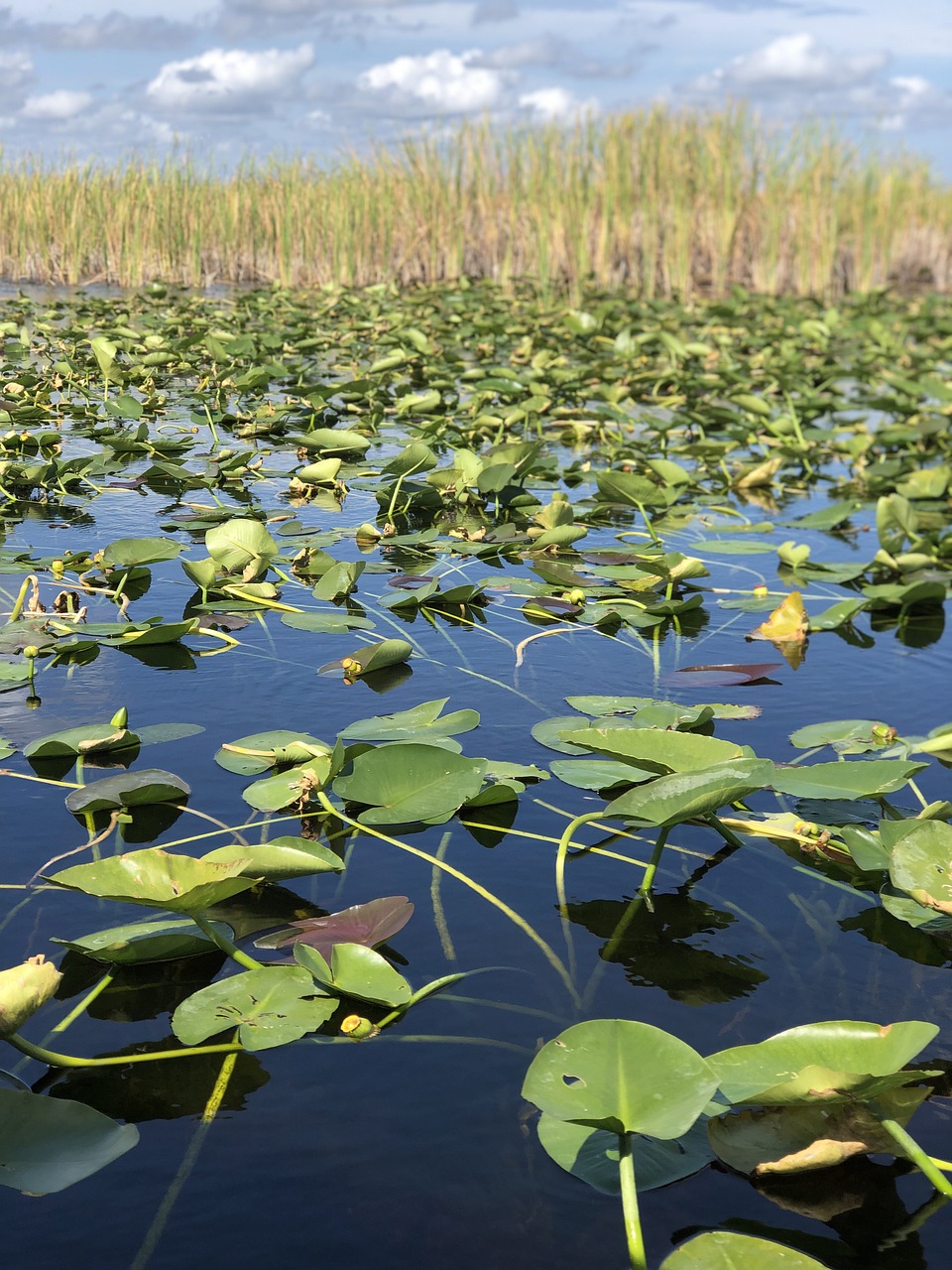 florida miami everglades 5048264jpg