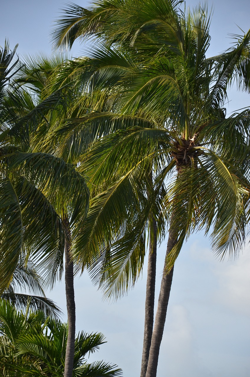 florida palm palm tree 1604483jpg