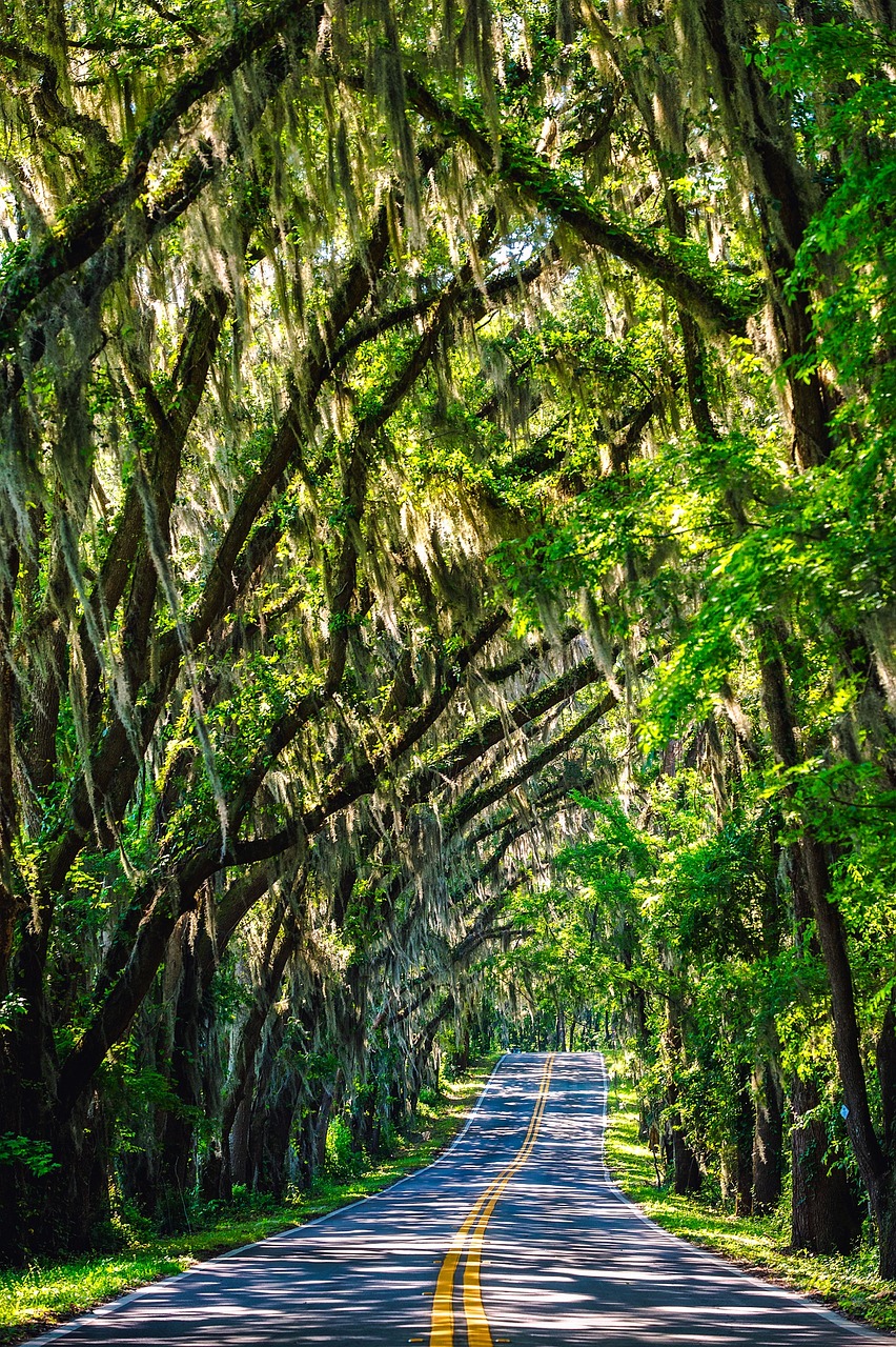 florida trees road 1890649jpg