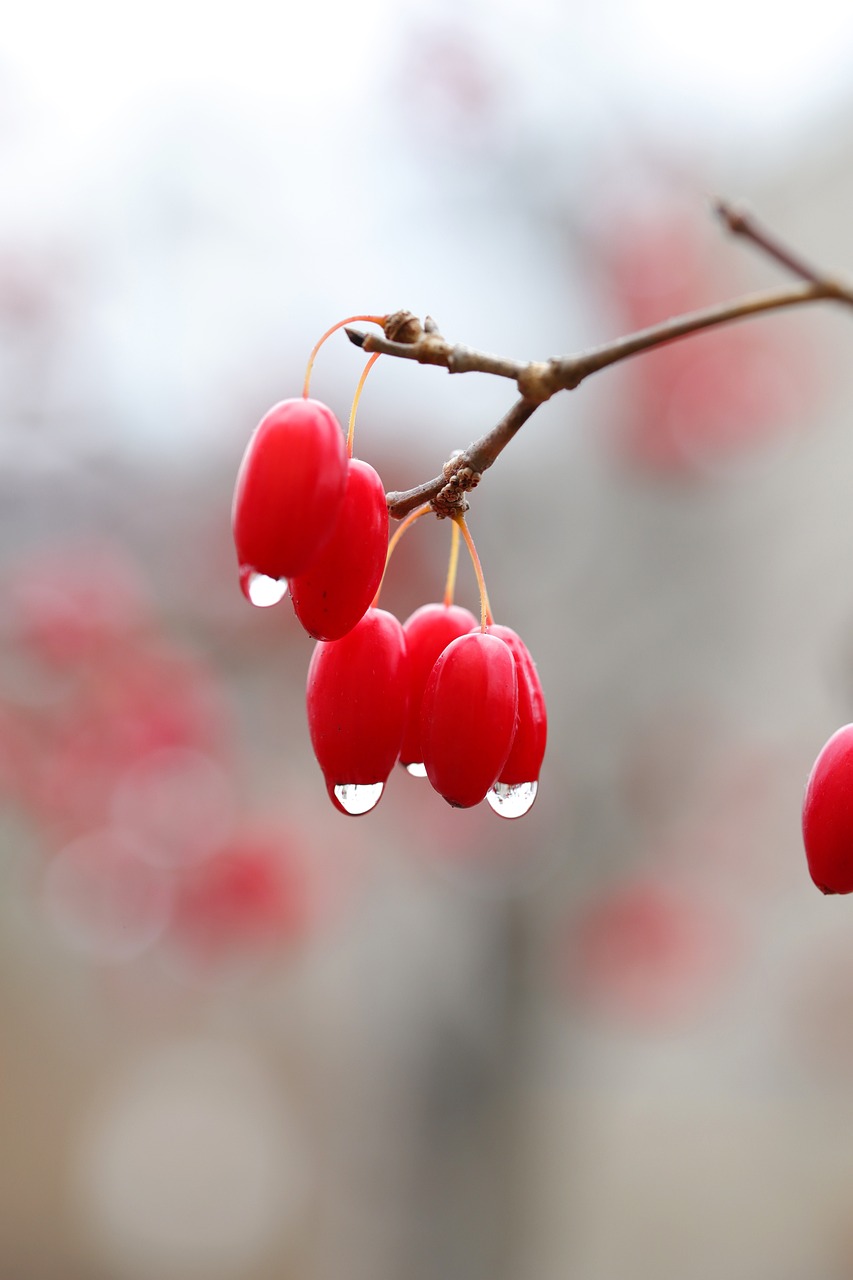 flowering dogwood fruits raindrops 5772379jpg