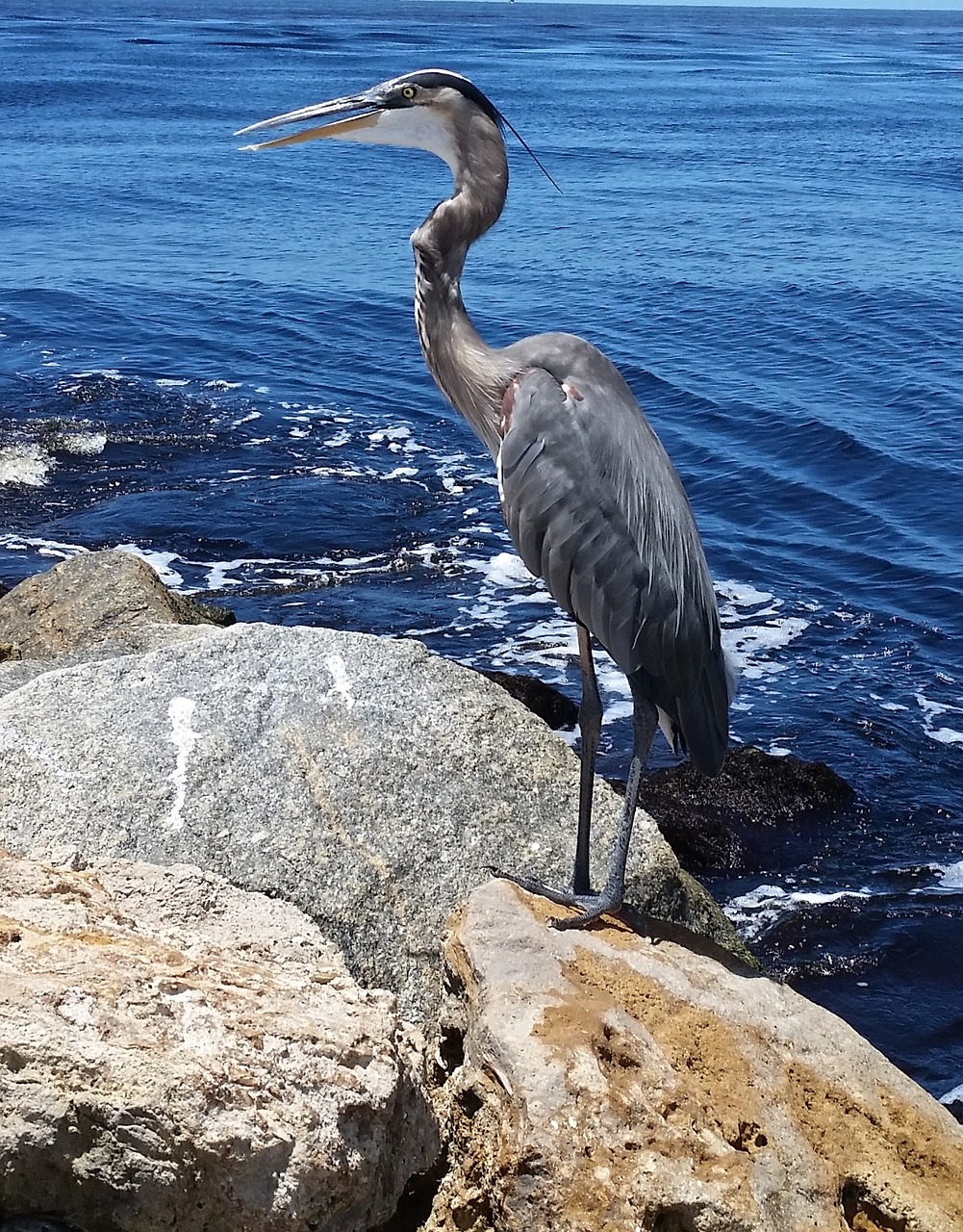 great blue heron bird wildlife 1601676jpg