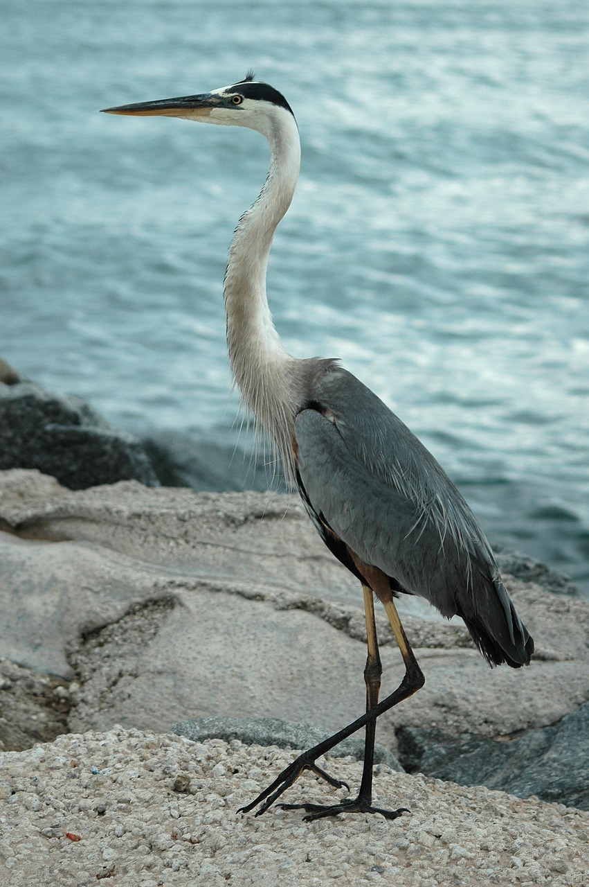 great blue heron heron egret 1897324jpg