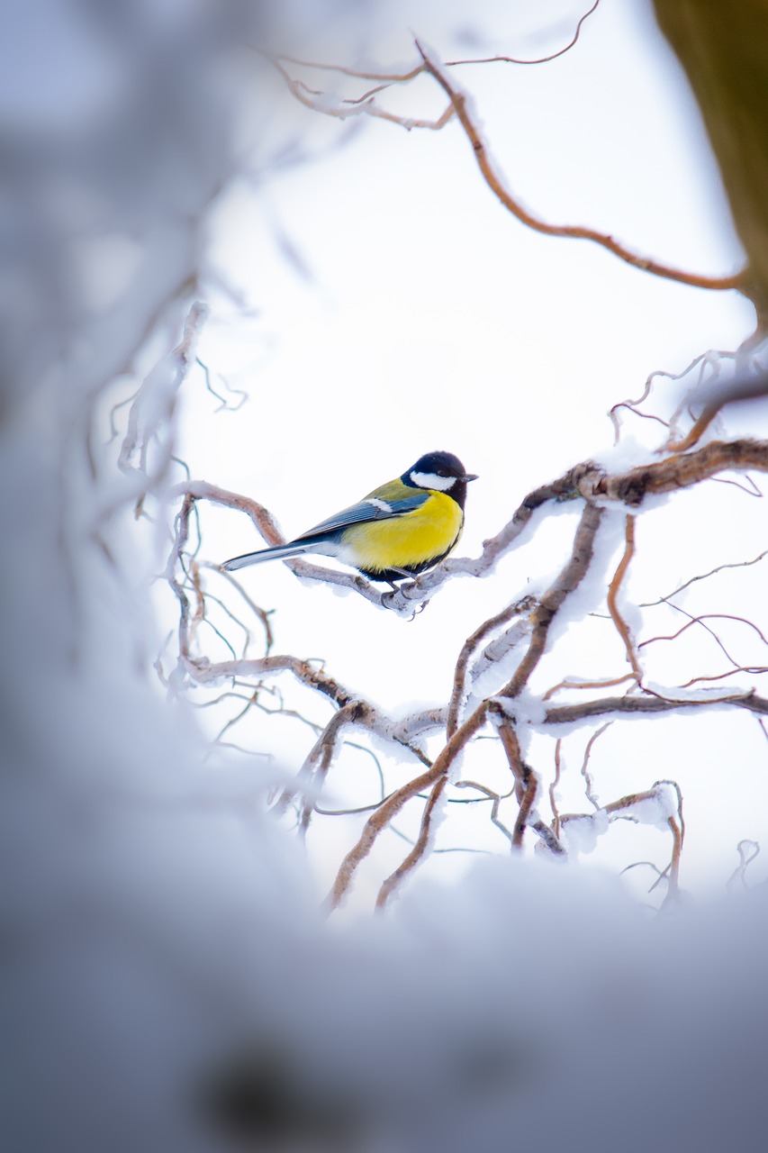 great tit winter cold 3987197jpg