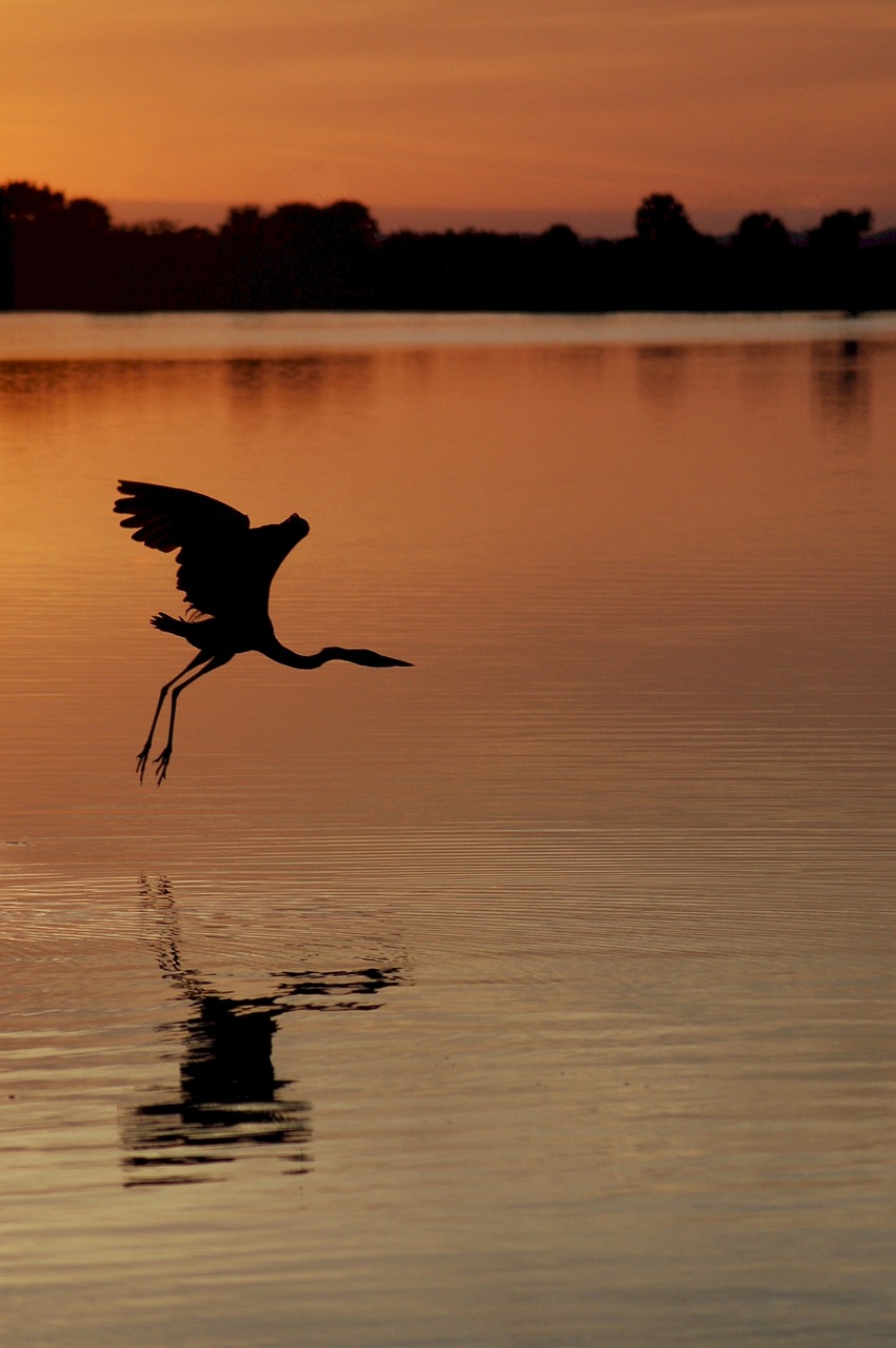 heron sunset great 3531719jpg