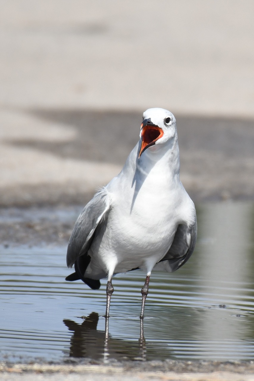 leucophaeus atricilla aztec gull gull 3805890jpg