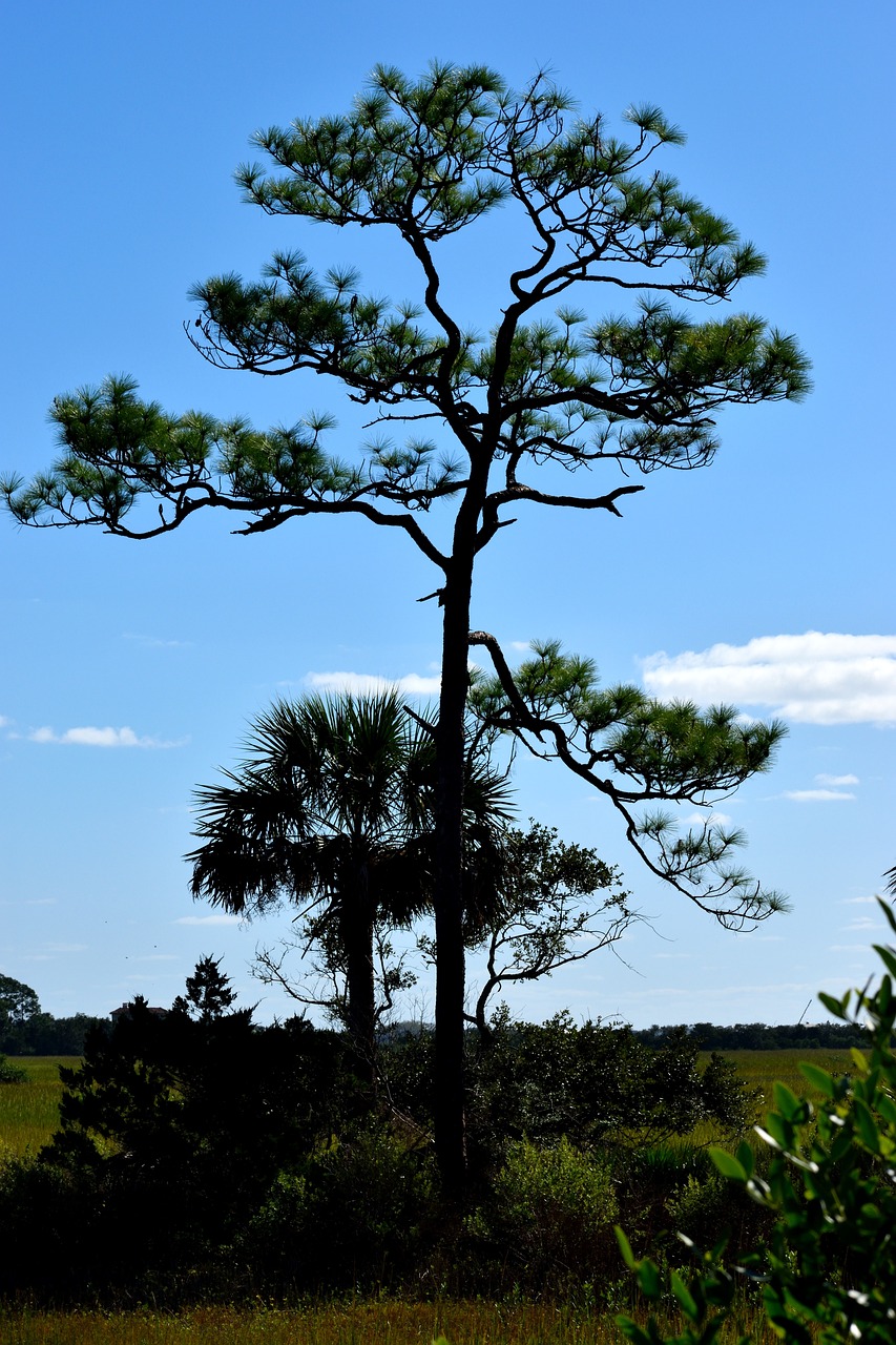 lone tree tree sky background 3798338jpg