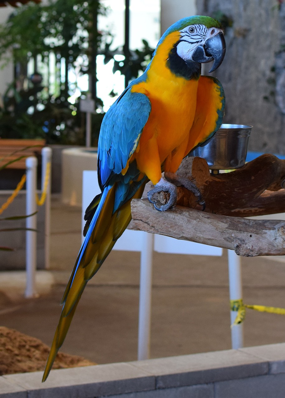 macaw animal exhibit bird 2928075jpg