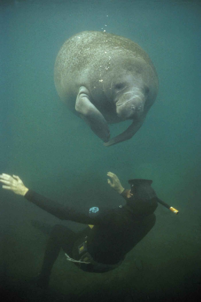 manatee fauna marine 387192jpg