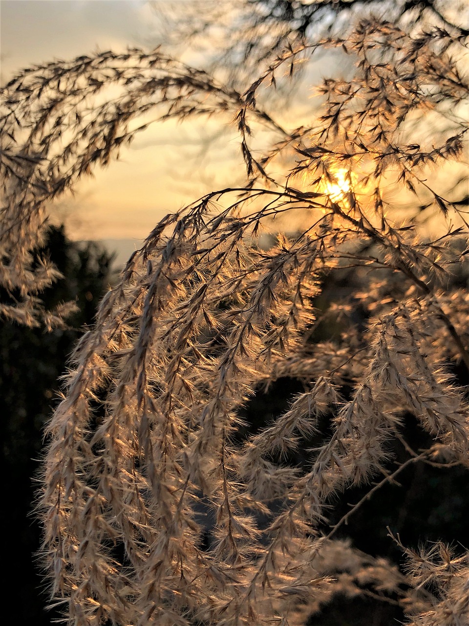 ornamental grass grasses nature 3986518jpg