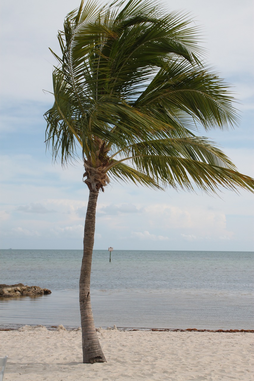 palm tree key west palm 2358978jpg