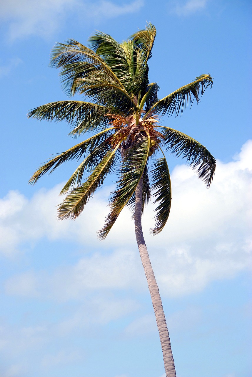 palm tree tropical florida 1738409jpg