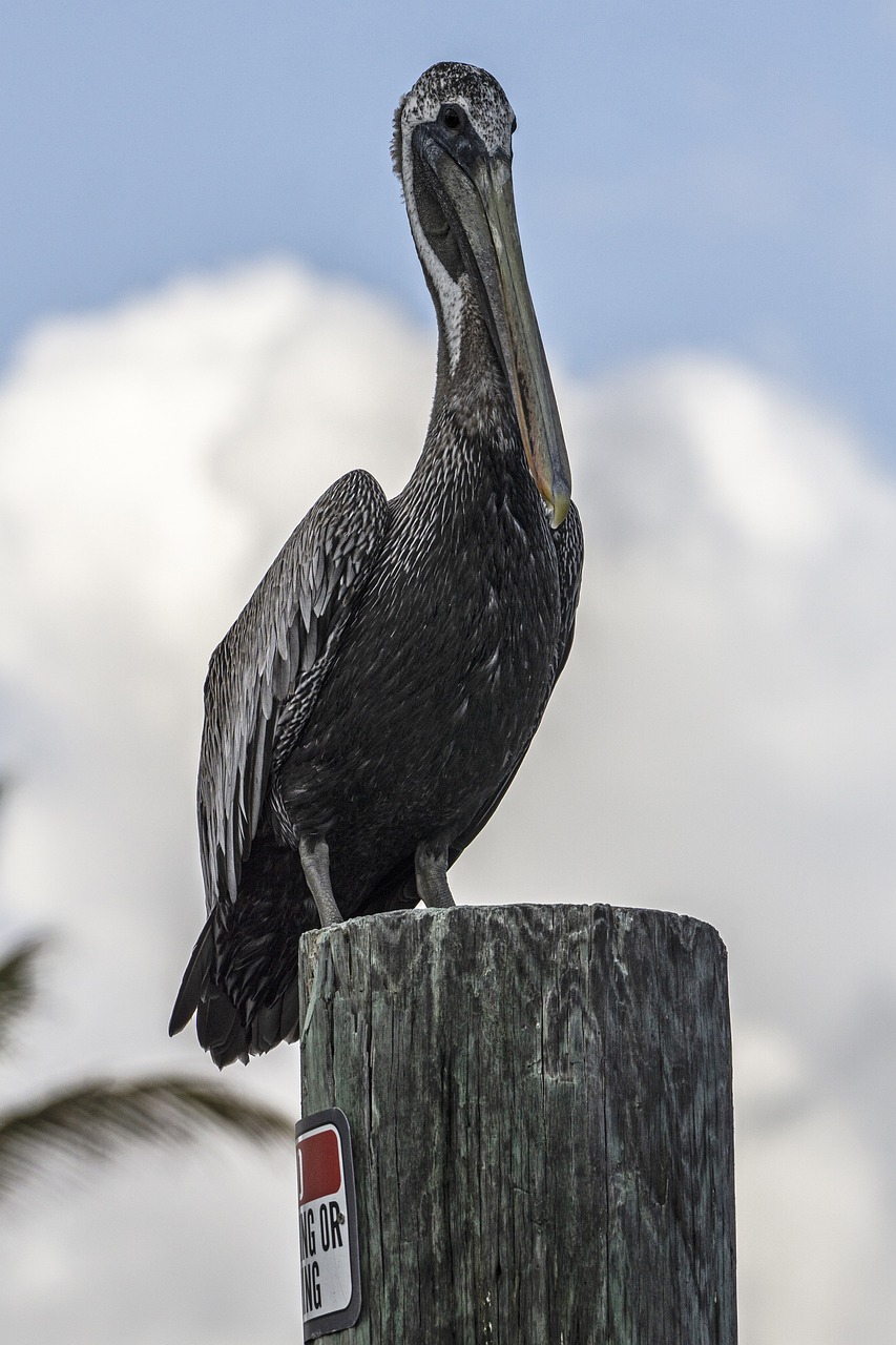 pelican bird nature 5122084jpg