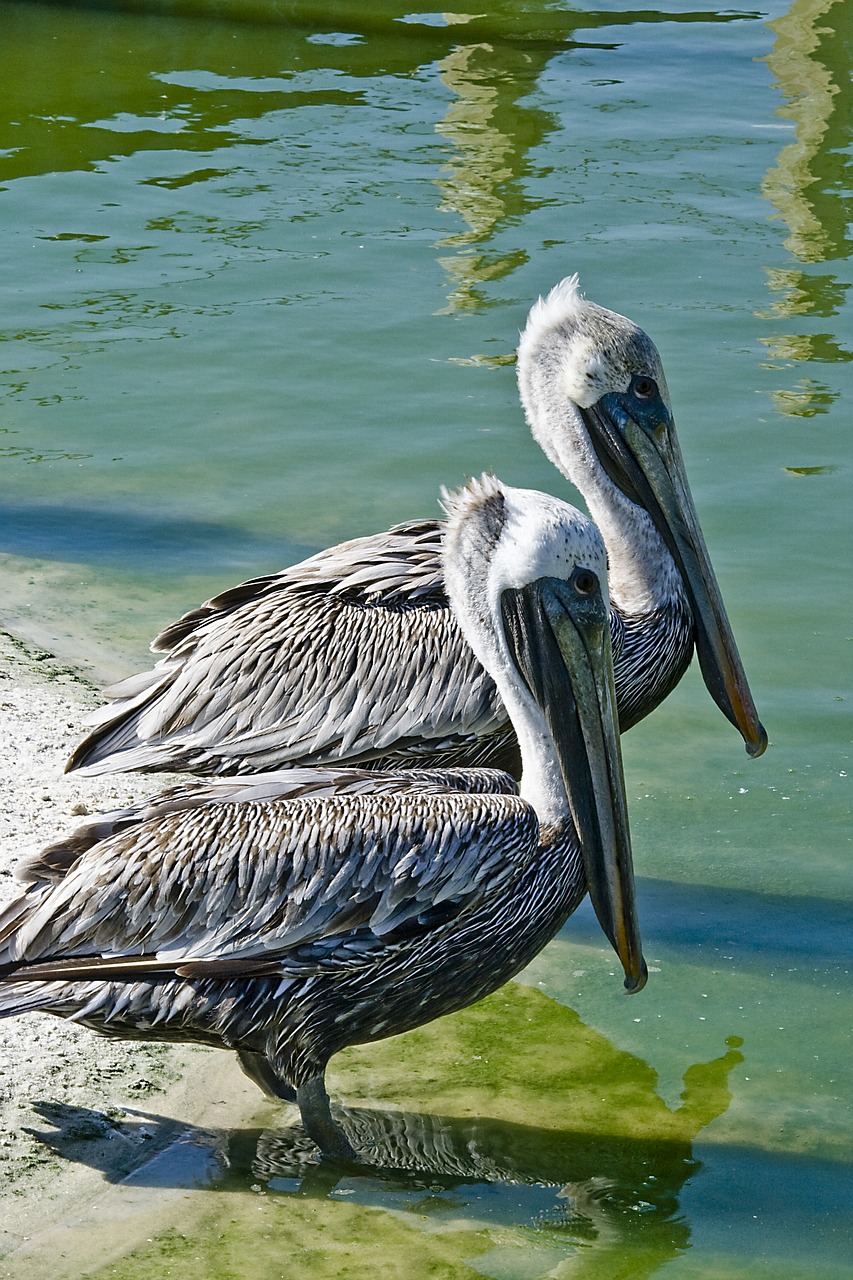 pelican brown pelican wading 4059774jpg