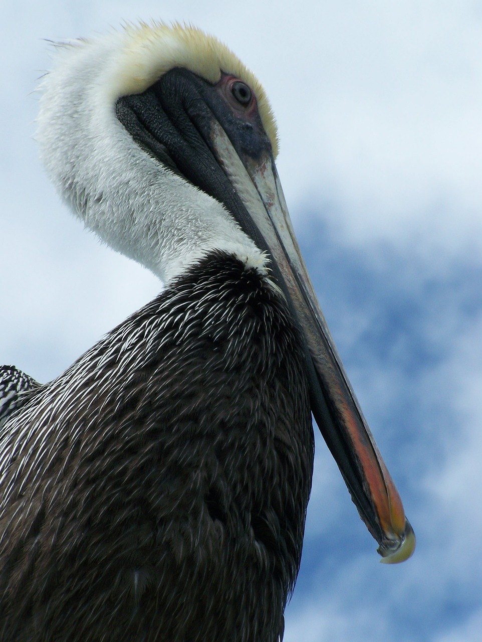 pelican florida bird 1076879jpg