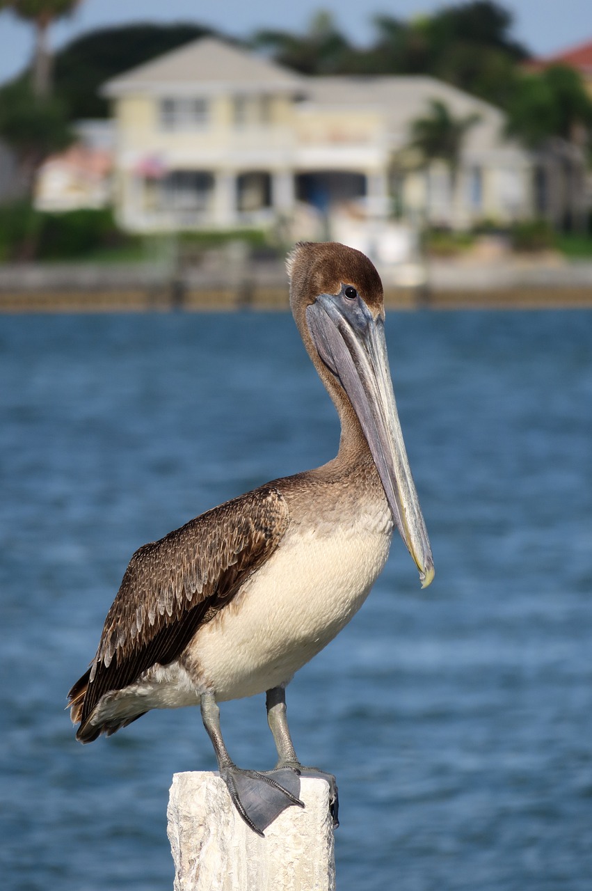 pelican nature beak 4283766jpg