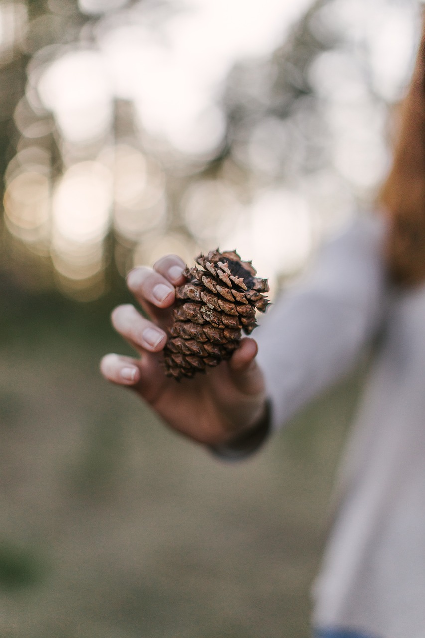 pine cone outdoors forest 4315472jpg