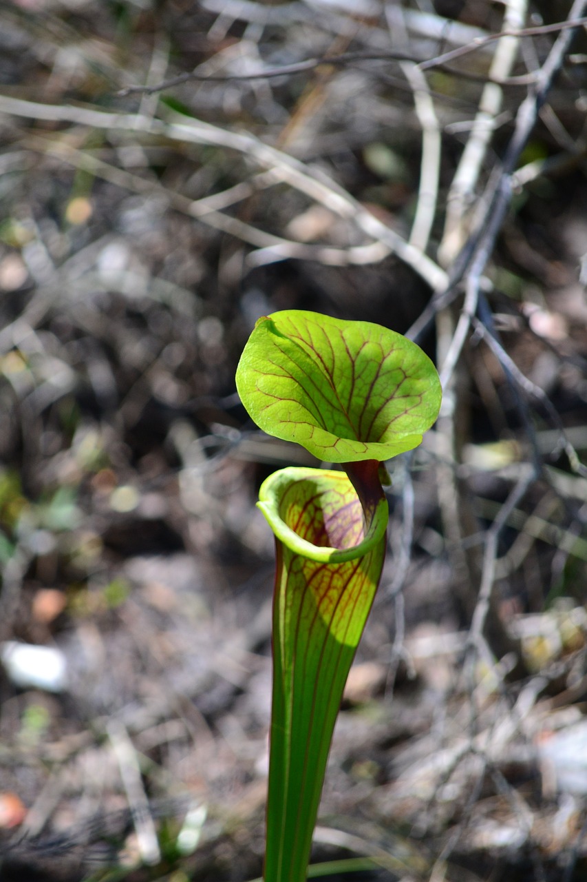 pitcher plant florida nature 4658087jpg