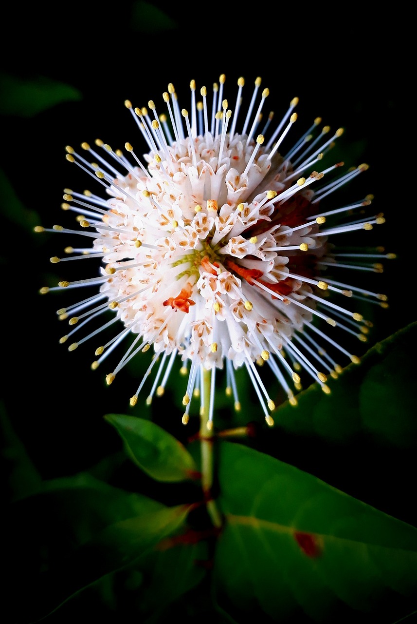 plant flower water mint 4930920jpg