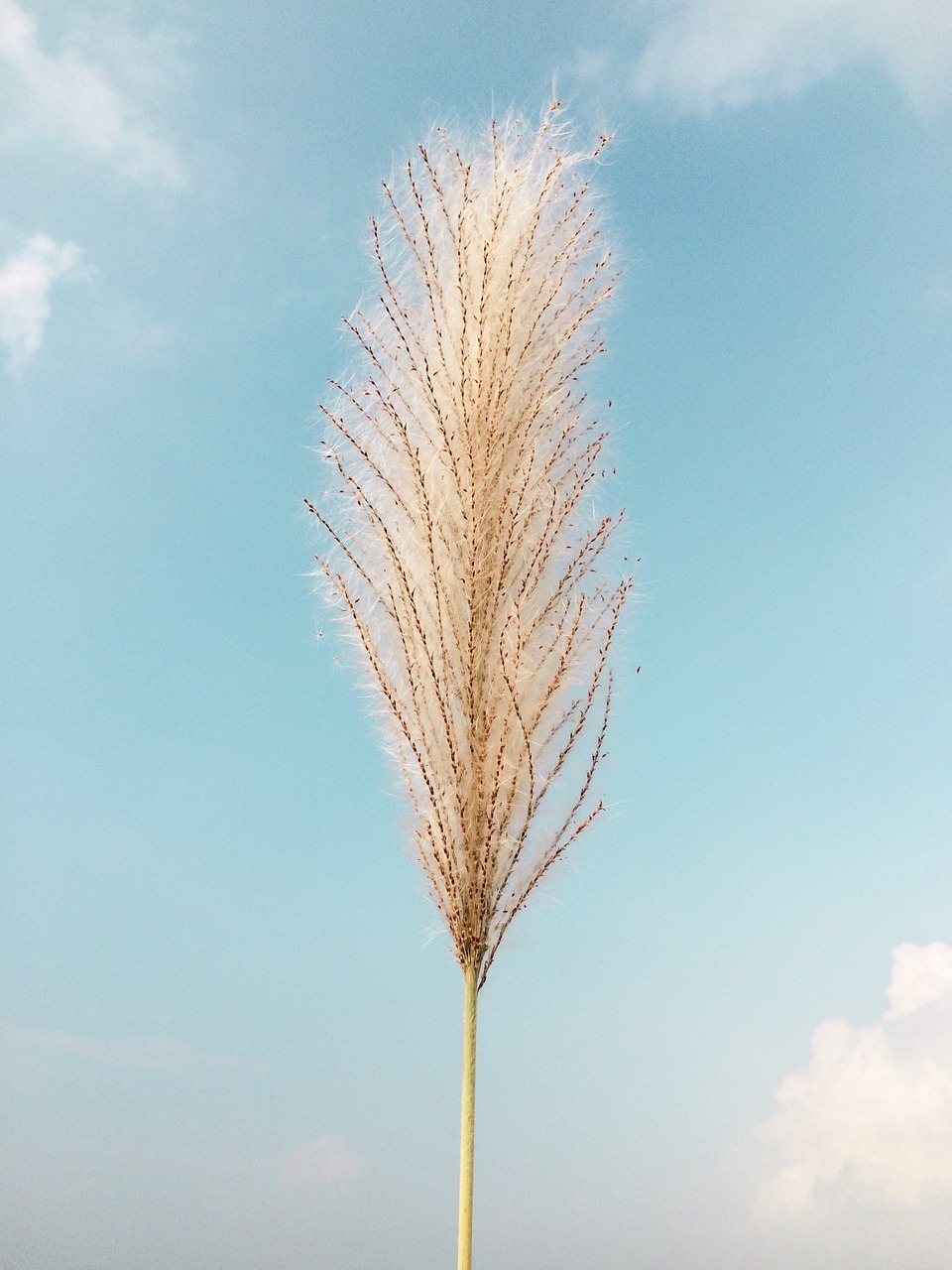 reeds blue sky 5060564jpg