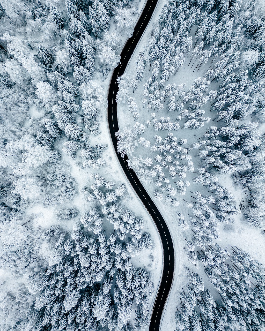 road trees forest 7751704jpg