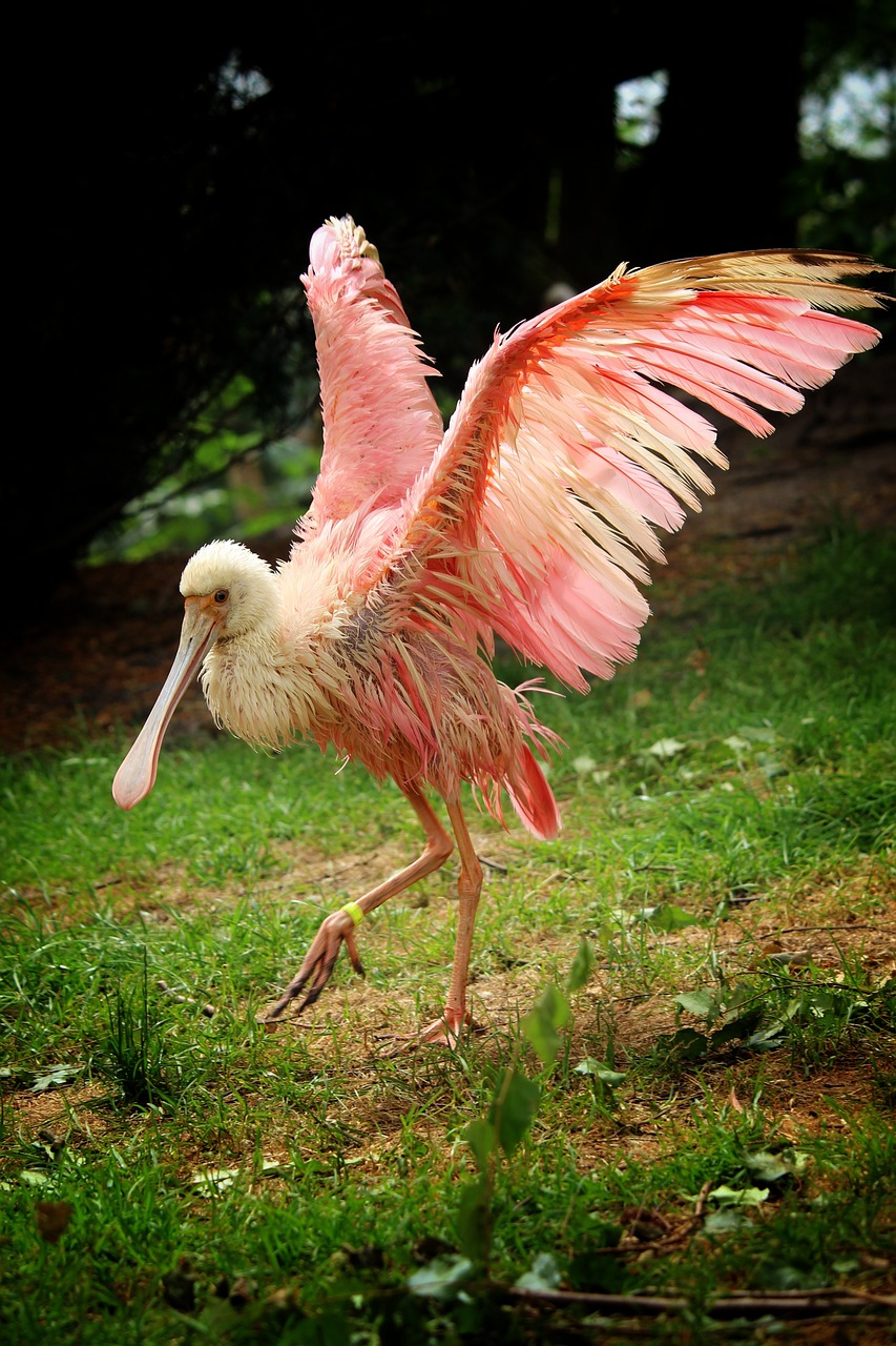 roseate spoonbill spoonbill ibis 3553182jpg