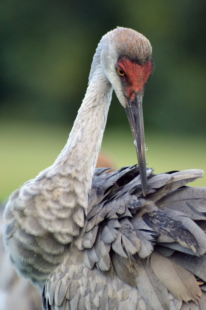 sandhill crane bird nature 4306702jpg