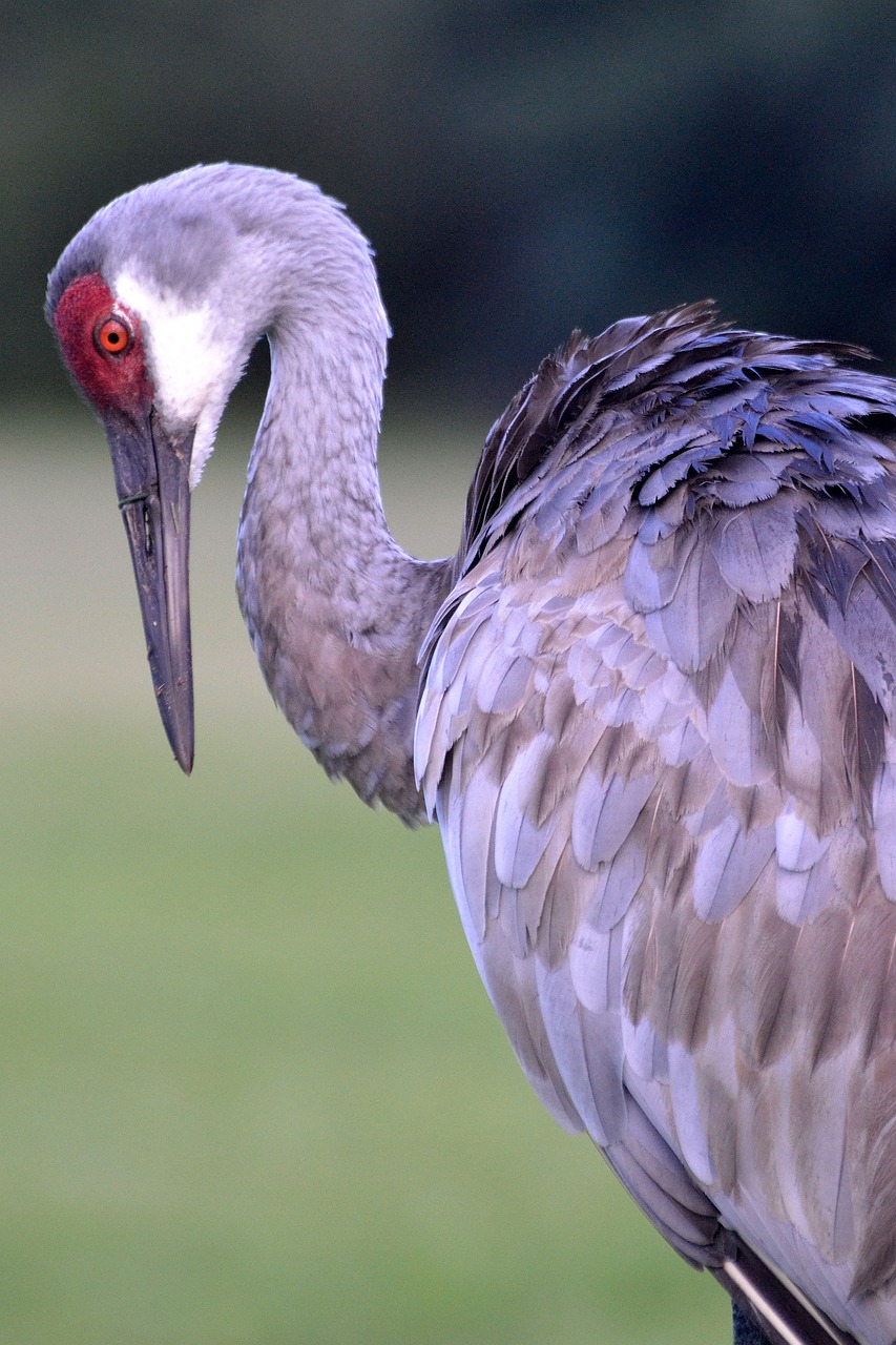 sandhill crane florida nature 4306706jpg