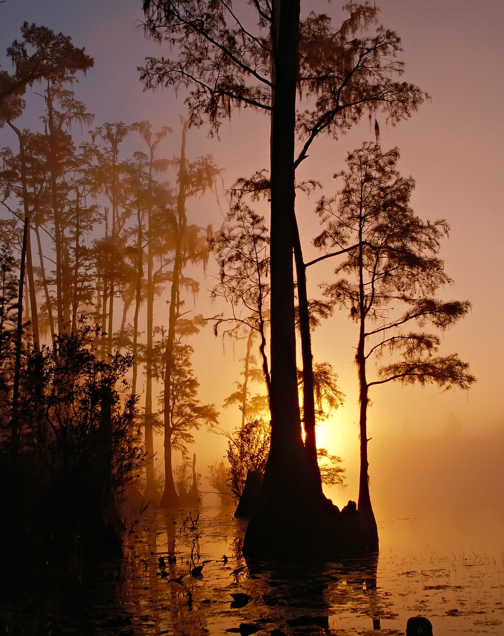 swamp trees sunset 86611jpg