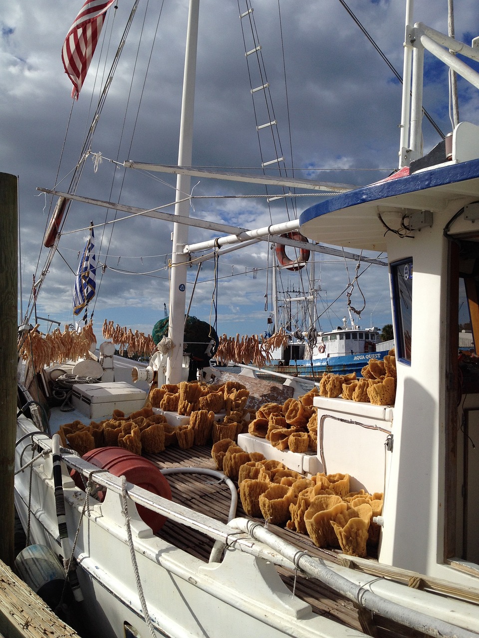 tarpon springs florida sponges 2695932jpg