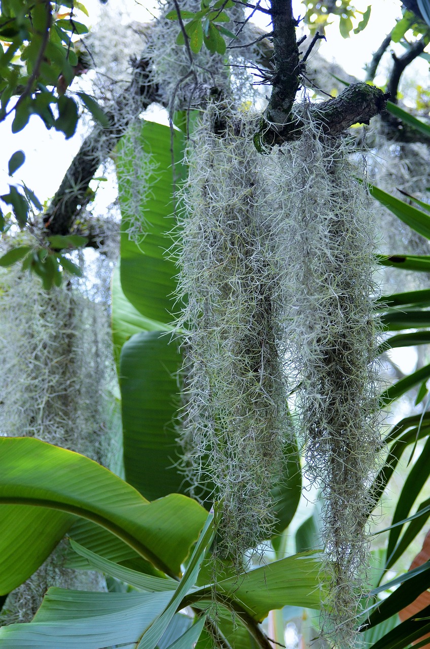 tillandsia usneoides plant spanish moss 1443028jpg